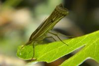 Ancylolomia palpella