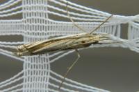 Ancylolomia palpella