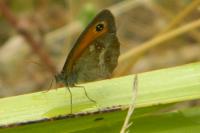 Pyronia tithonus