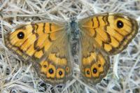 Lasiommata megera
