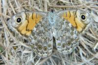 Lasiommata megera