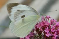 Pieris brassicae