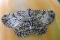 Peribatodes rhomboidaria