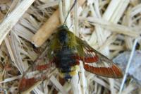 Hemaris fuciformis