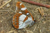 Limenitis reducta