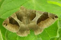 Dysgonia algira