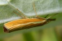 Agriphila tristella
