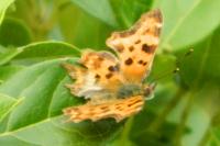 Polygonia c-album