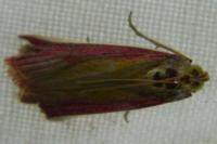 Oncocera semirubella