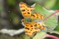 Polygonia c-album