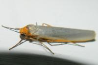 Manulea complana