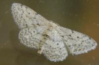Scopula marginepunctata