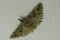 Alucita hexadactyla