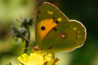 Colias crocea