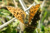 Boloria selene