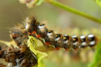 Acronicta rumicis