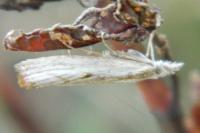 Agriphila inquinatella
