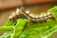 Acronicta rumicis