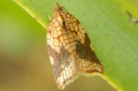 Acleris rhombana