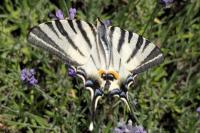 Iphiclides podalirius