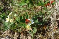 Lycaena phlaeas
