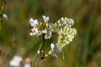 Anthocharis cardamines
