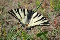 Iphiclides podalirius