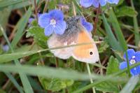 Coenonympha pamphilus