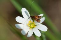 Cauchas rufimitrella