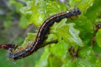 Malacosoma neustria