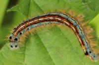 Malacosoma neustria