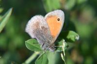 Coenonympha pamphilus