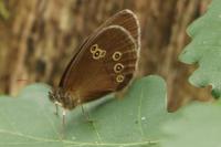 Aphantopus hyperantus