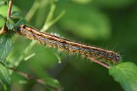 Malacosoma neustria