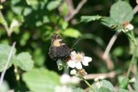 Aglais urticae