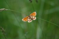 Melitaea athalia