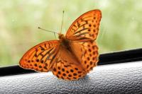 Argynnis paphia