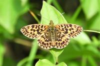 Boloria dia