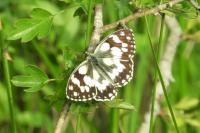 Melanargia galathea