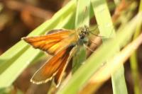 Thymelicus sylvestris