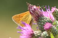Ochlodes sylvanus