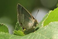 Quercusia quercus