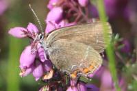Satyrium ilicis