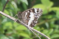 Brintesia circe
