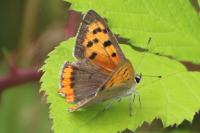 Lycaena phlaeas