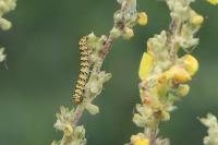 Cucullia verbasci