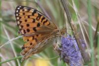 Speyeria aglaja