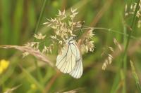 Aporia crataegi