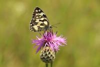 Melanargia galathea