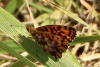 Boloria dia